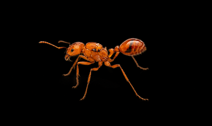 Harvester Ant - Pogonomyrmex maricopa