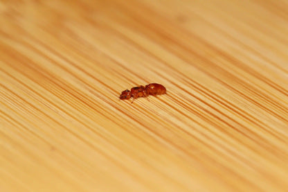 mated pheidole gilvescens queen
