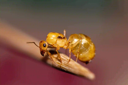 A deaalate myrmecocystus navajo queen close up
