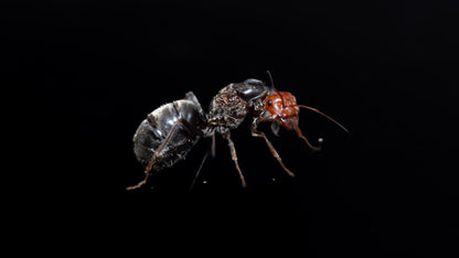 A mated gianted headed myrmecocystus placodops queen.