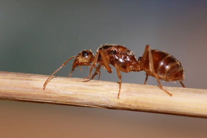 A macro shot of a mated undescribed myrmecocystus queen.