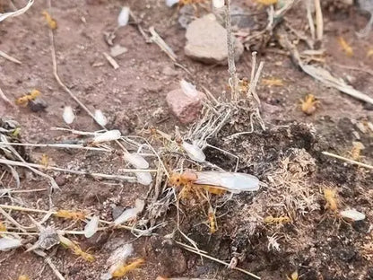 golden honeypot ants having a nuptial flight after a recent rain 