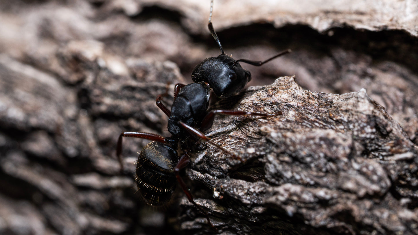 Western Carpenter Ant - Camponotus modoc