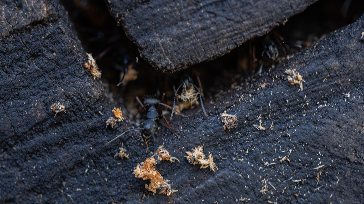 Western Carpenter Ant - Camponotus modoc