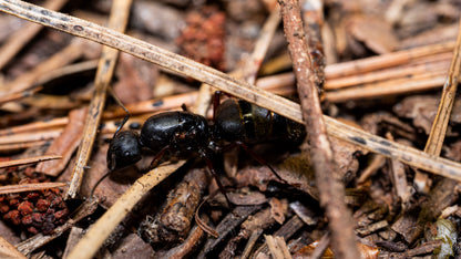Western Carpenter Ant - Camponotus modoc