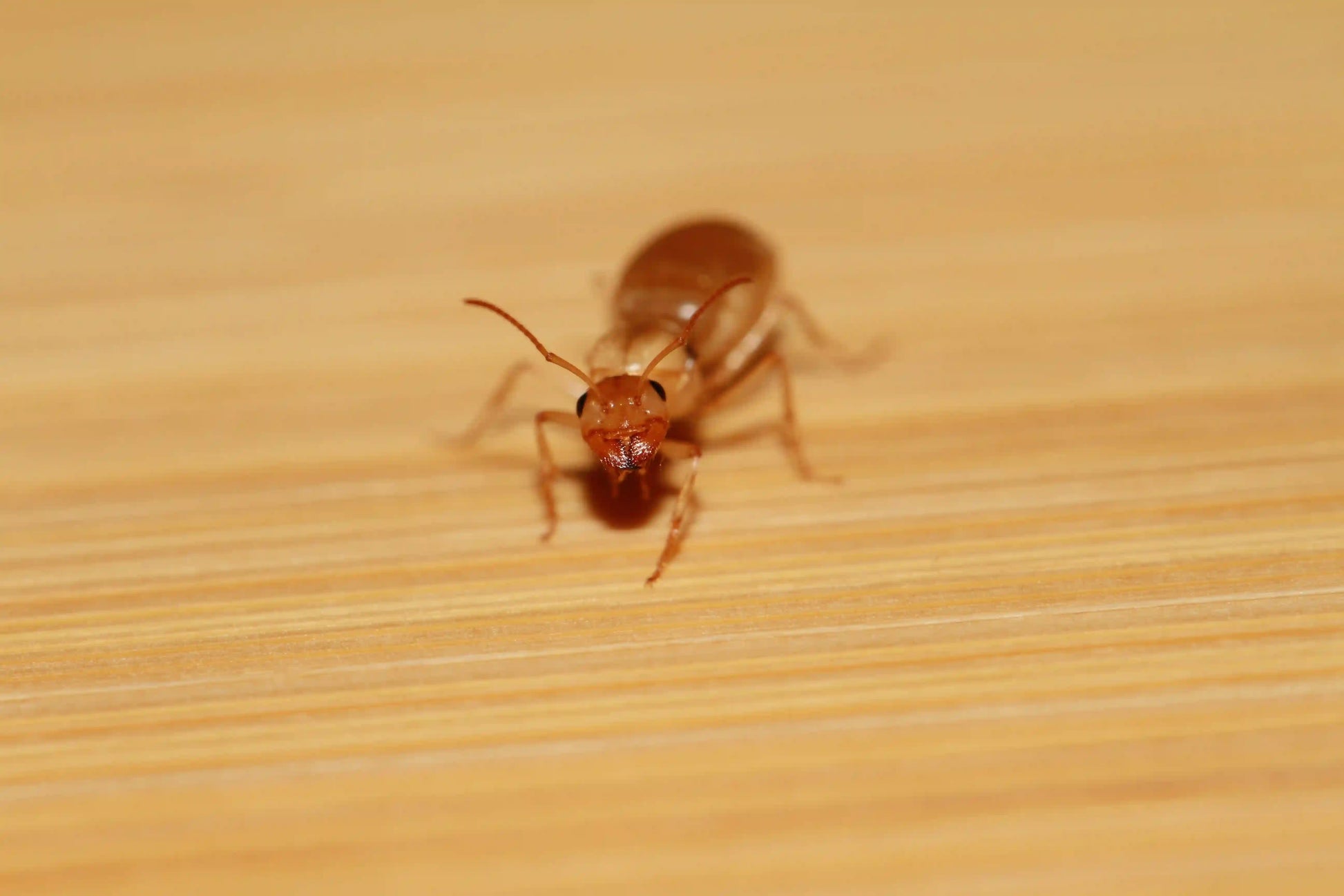 macro shot of a myrmecocystus christinae queen