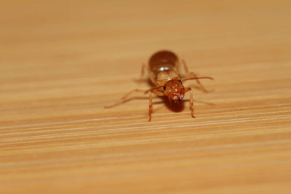 live myrmecocystus christinae queen 