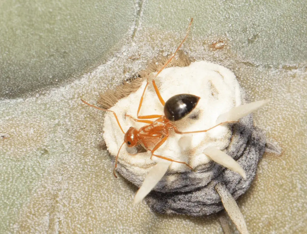 Myrmecocystus kennedyi worker drinking nectar from a cactus