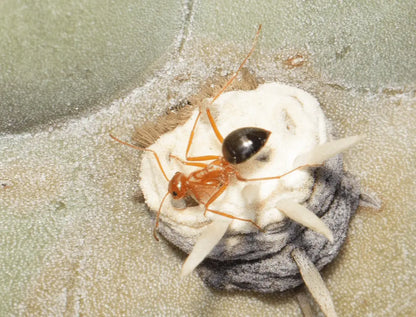 Myrmecocystus kennedyi worker drinking nectar from a cactus