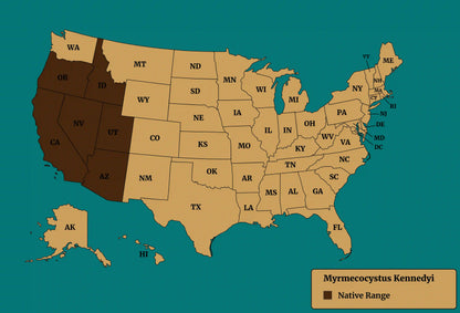 native range of myrmecocystus kennedyi