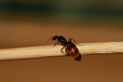 Physogastric myrmecocystus lugubris ant queen