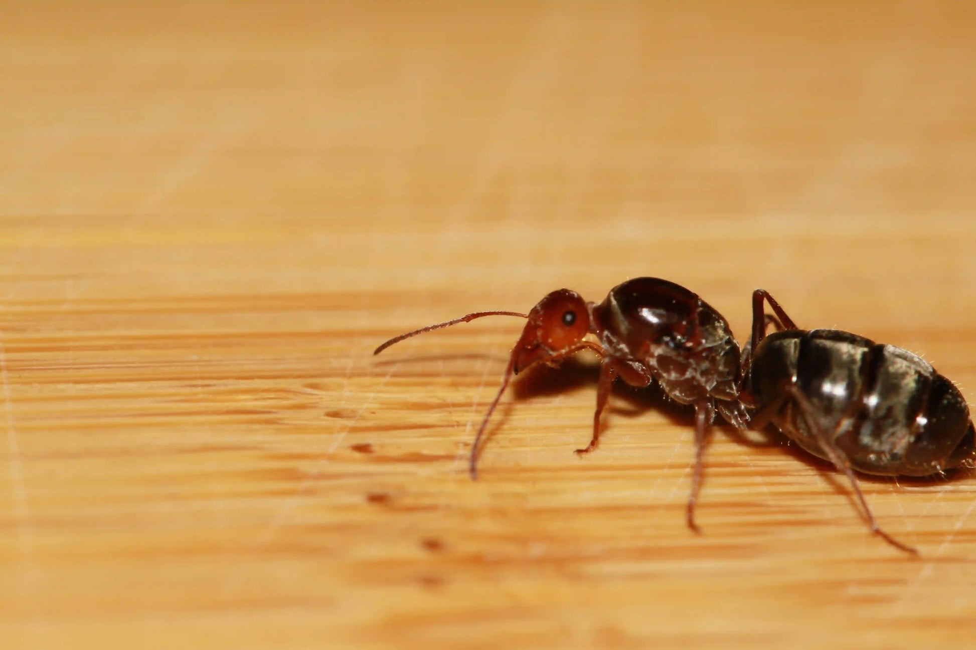A fertile myrmecocystus melliger queen ant