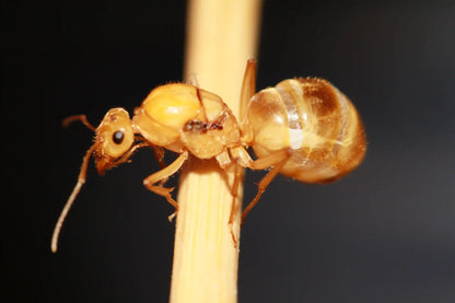 Side profile view of Myrmecocystus Mexicanus Queen 
