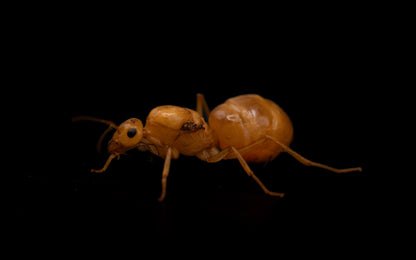 myrmecocystus mexicanus queen