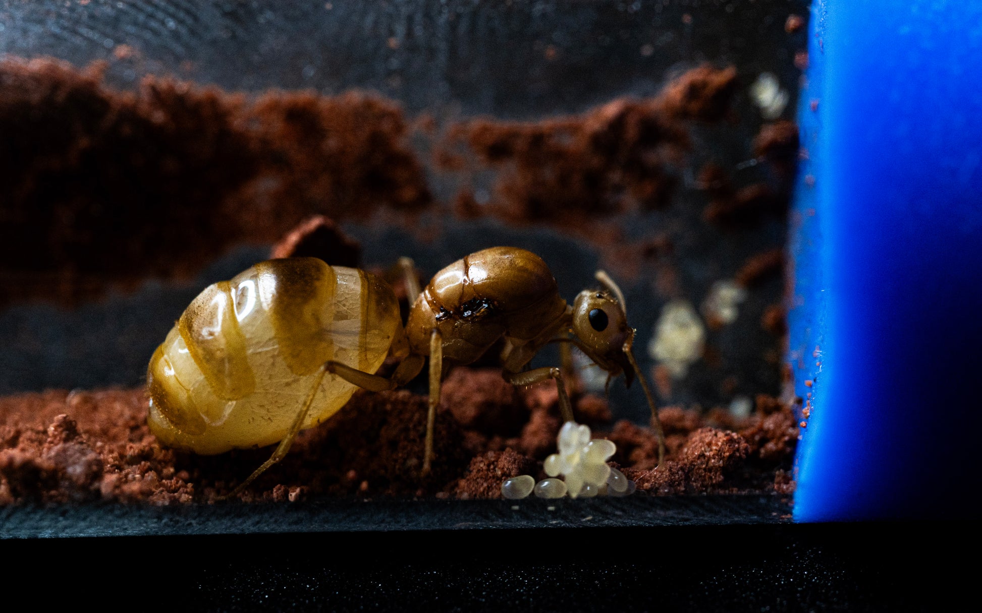 myrmecocystus mexicanus queen with eggs