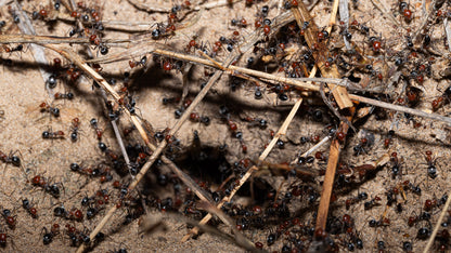 Colony of myrmecocystus placodops poking their heads out of their nest entrance.