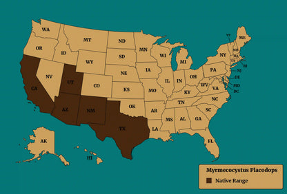 Native range map of myrmecocystus placodops.