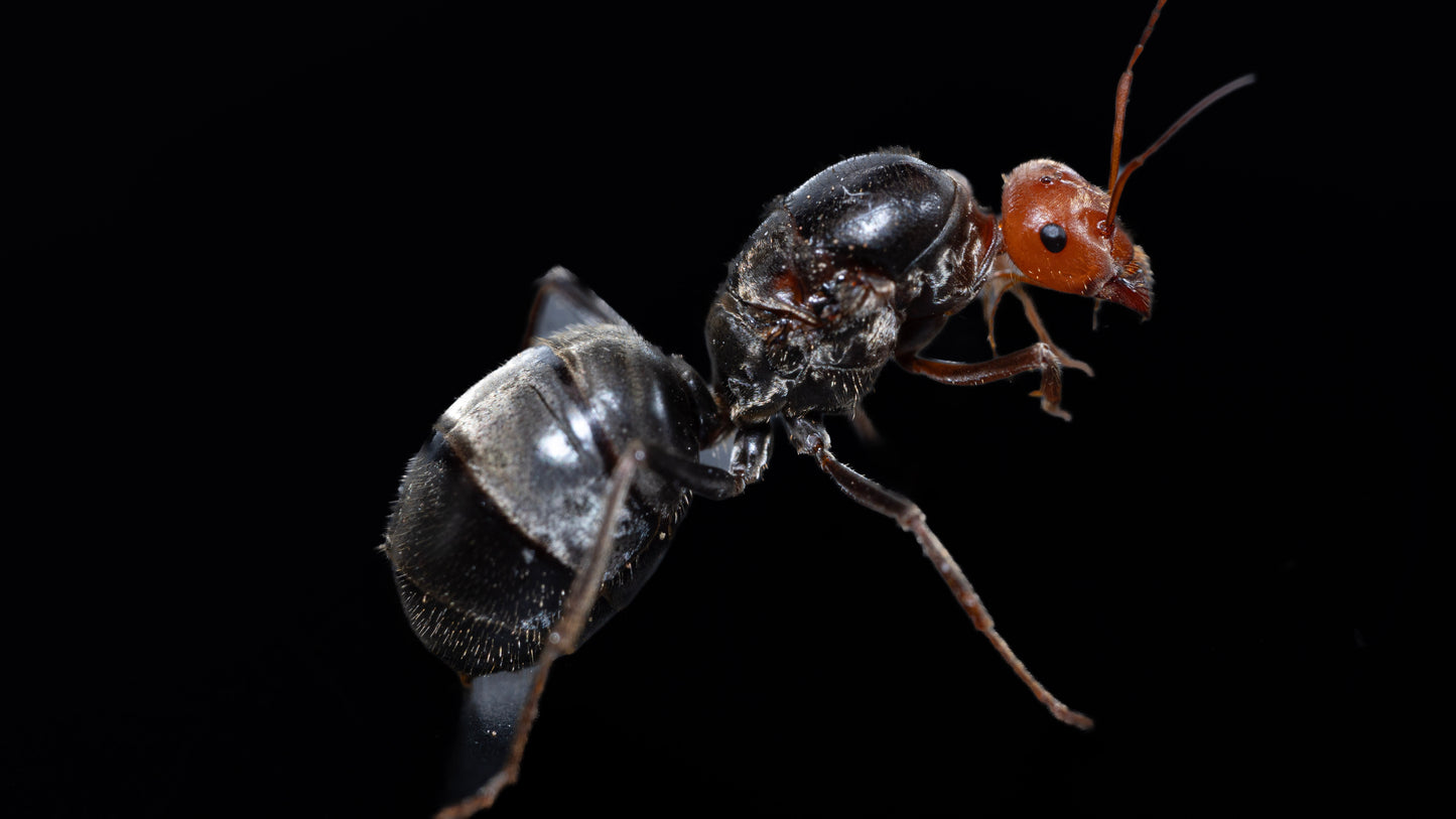 Giant Red Headed Honeypot Ant - Myrmecocystus placodops-01