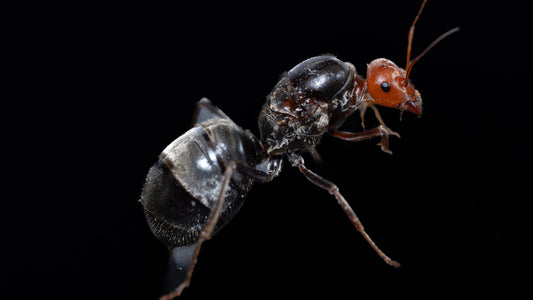Giant Red Headed Honeypot Ant - Myrmecocystus placodops-01