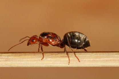 sideview of a myrmecocystus semirufus queen