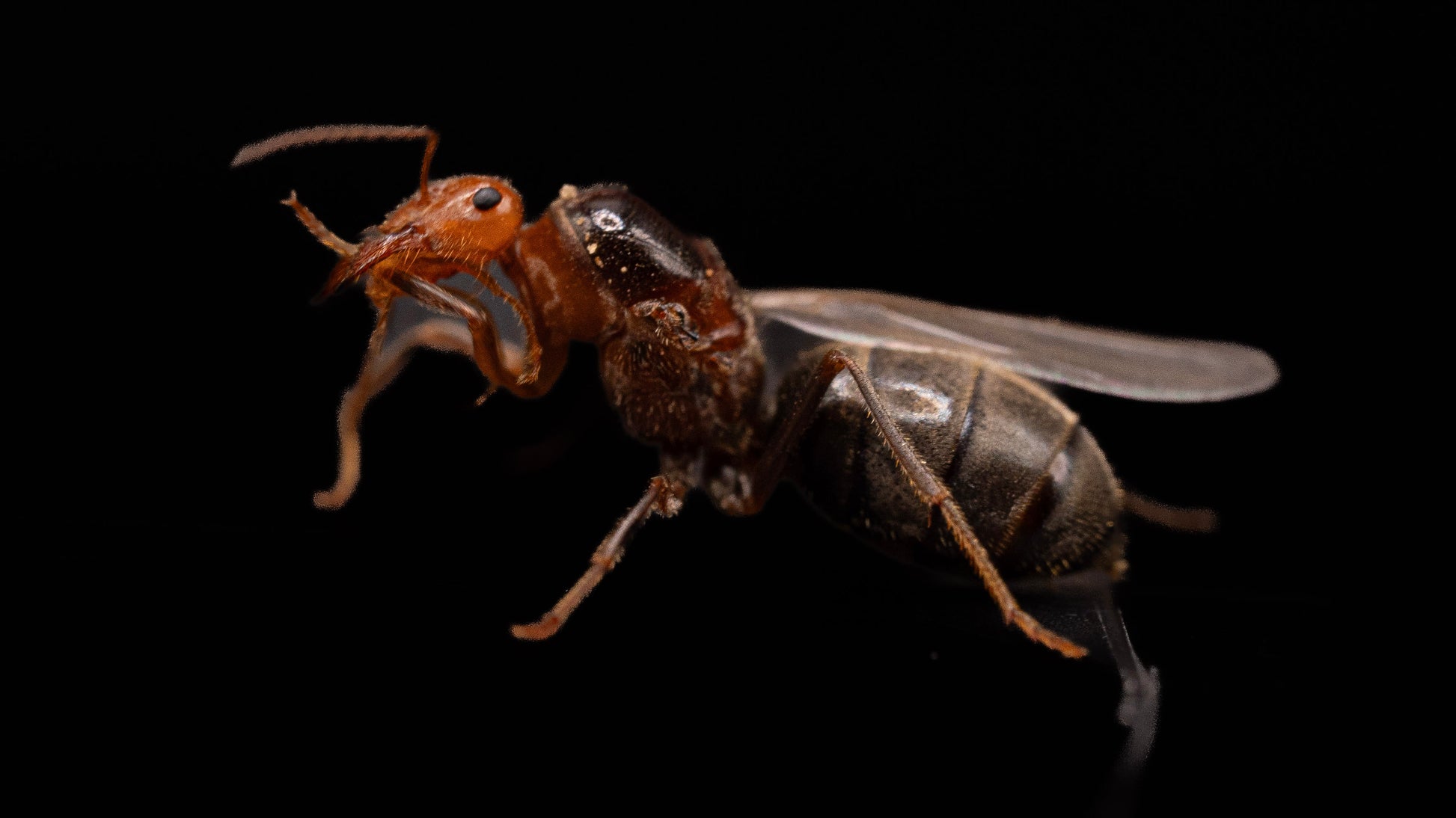 Myrmecocystus semirufus queen
