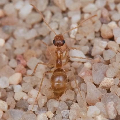 myrmecocystus testaceus worker foraging on sand for food