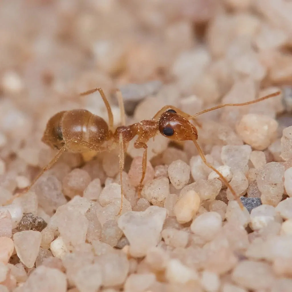 myrmecocystus testaceus worker filling itself full of nectar to feed a replete