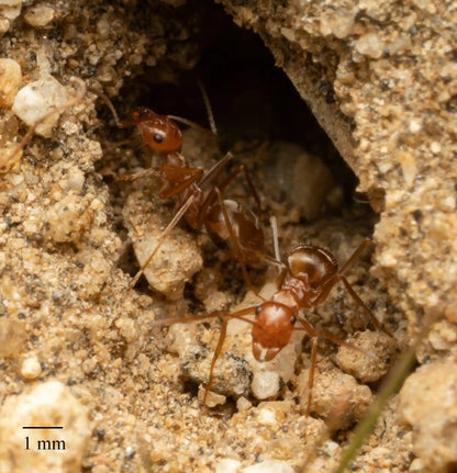 Myrmecocystus wheeleri workers emerging from nest.