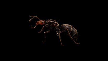 Tricolored Honeypot Ant - Myrmecocystus melliger