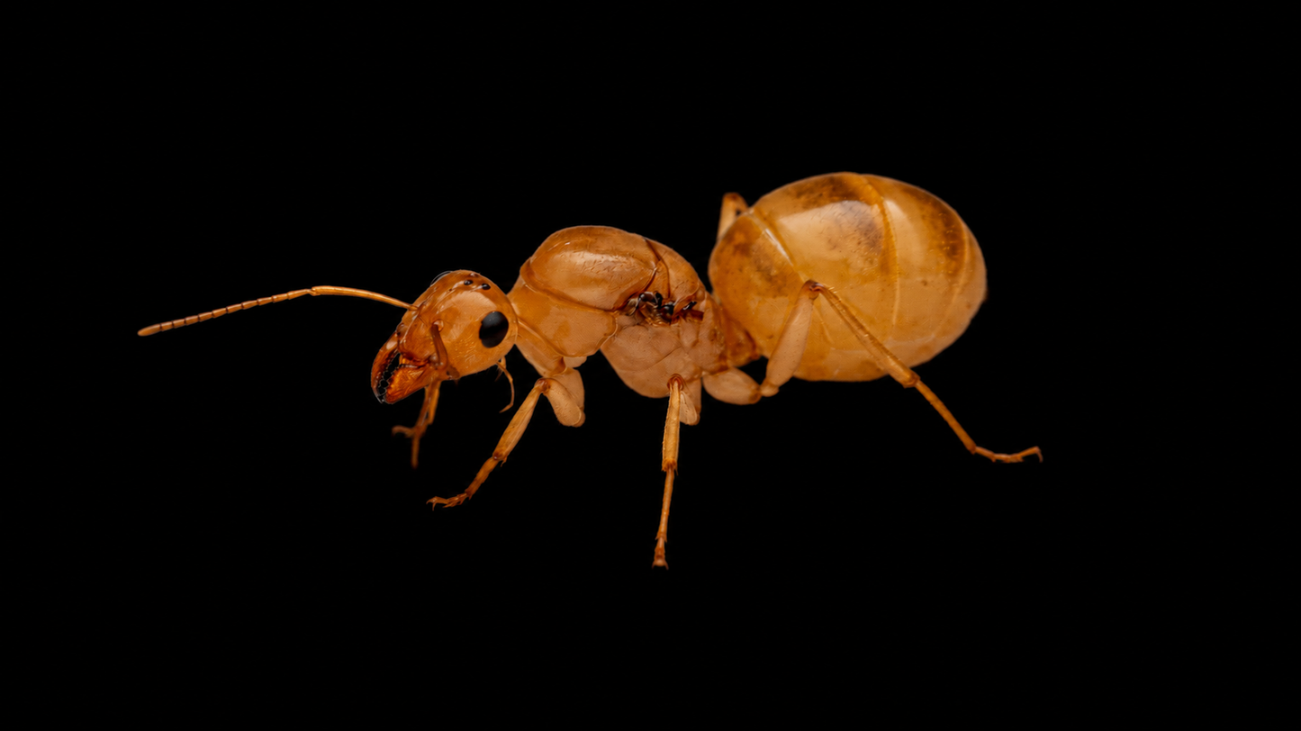 Giant Golden Honeypot Ant - Myrmecocystus mexicanus-02 (CA)