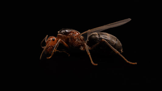 myrmecocystus semirufus fertile queen