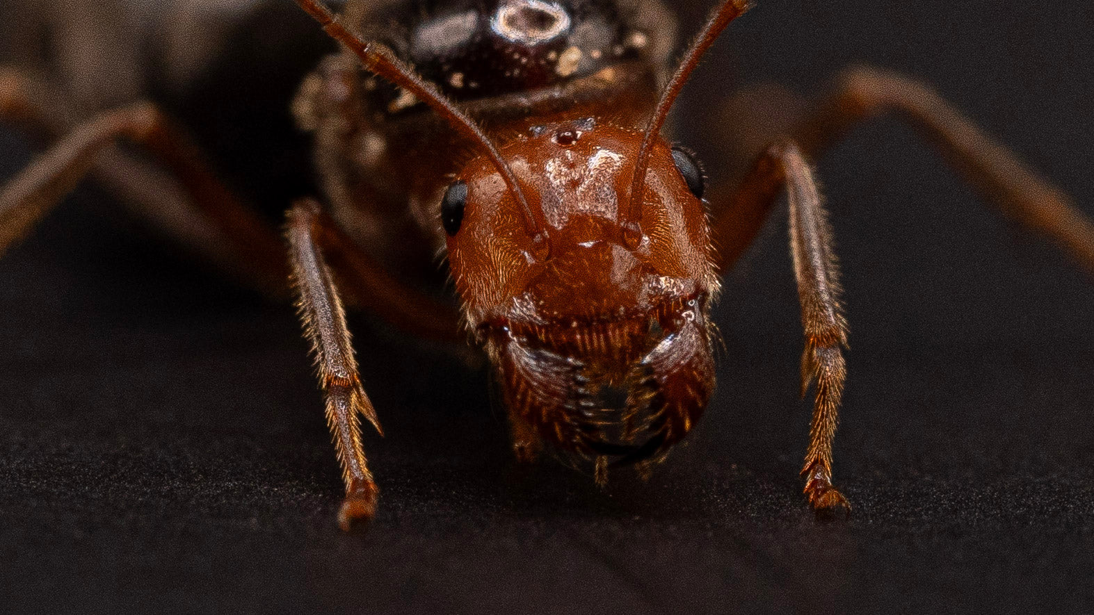 Close-up of a myrmecocystus semi rufus queen head