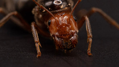 Close-up of a myrmecocystus semi rufus queen head