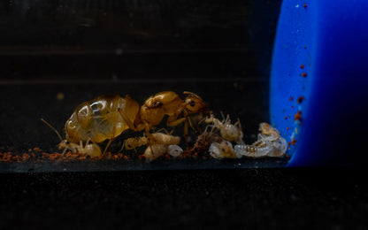 Myrmecocystus navajo colony