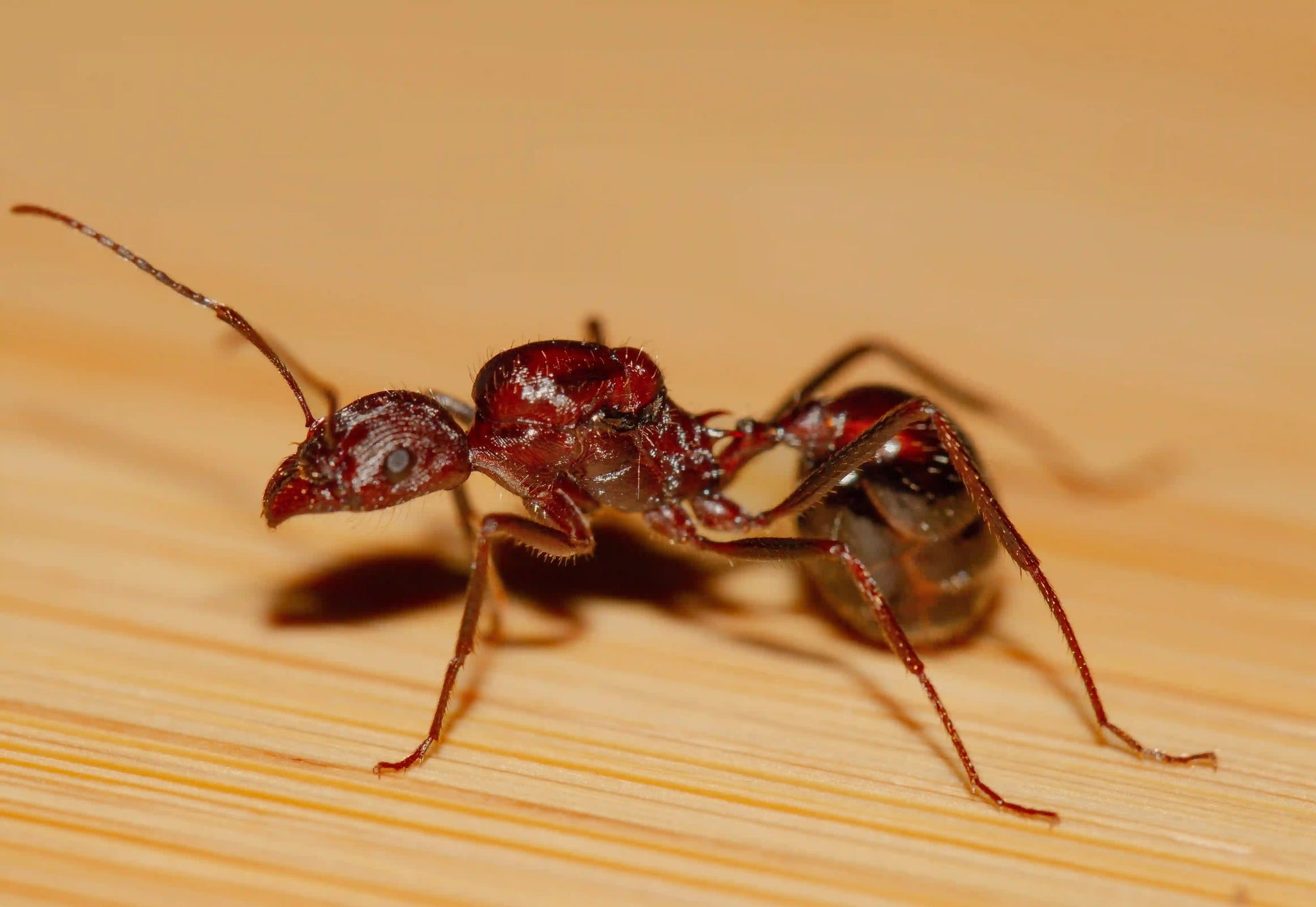 HD photo of a novomessor cockerelli queen