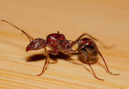 HD photo of a novomessor cockerelli queen
