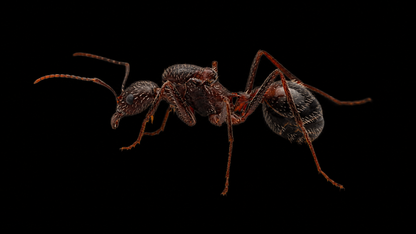 Spider Harvester Ant - Novomessor cockerelli