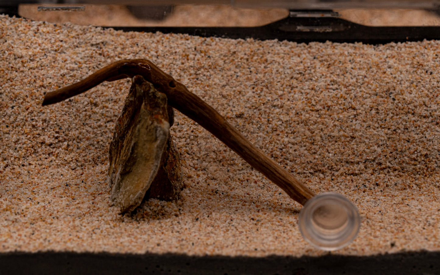 The Oasis Formicarium