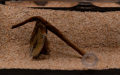 The Oasis Formicarium