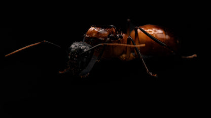 Black Legged Carpenter Ant - Camponotus ocreatus (AZ-Color Variant)
