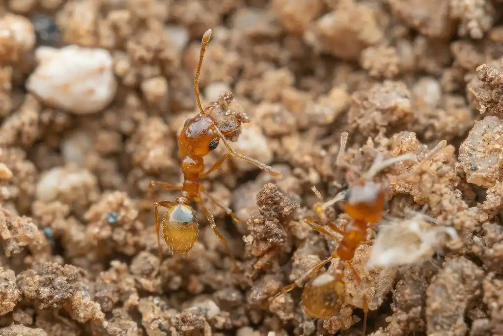 Pheidole gilvescens workers excavating colony entrance