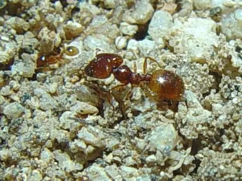 major worker of the species pheidole gilvescens foraging