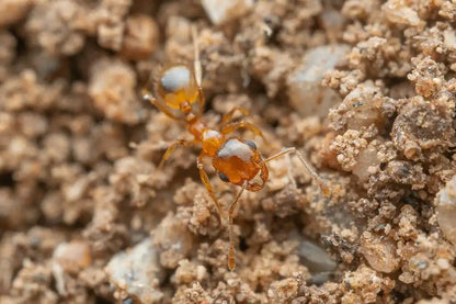 yellow big headed ant minor worker excavating nest entrance