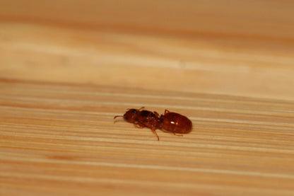 macro of a queen ant of the species pheidole gilvescens