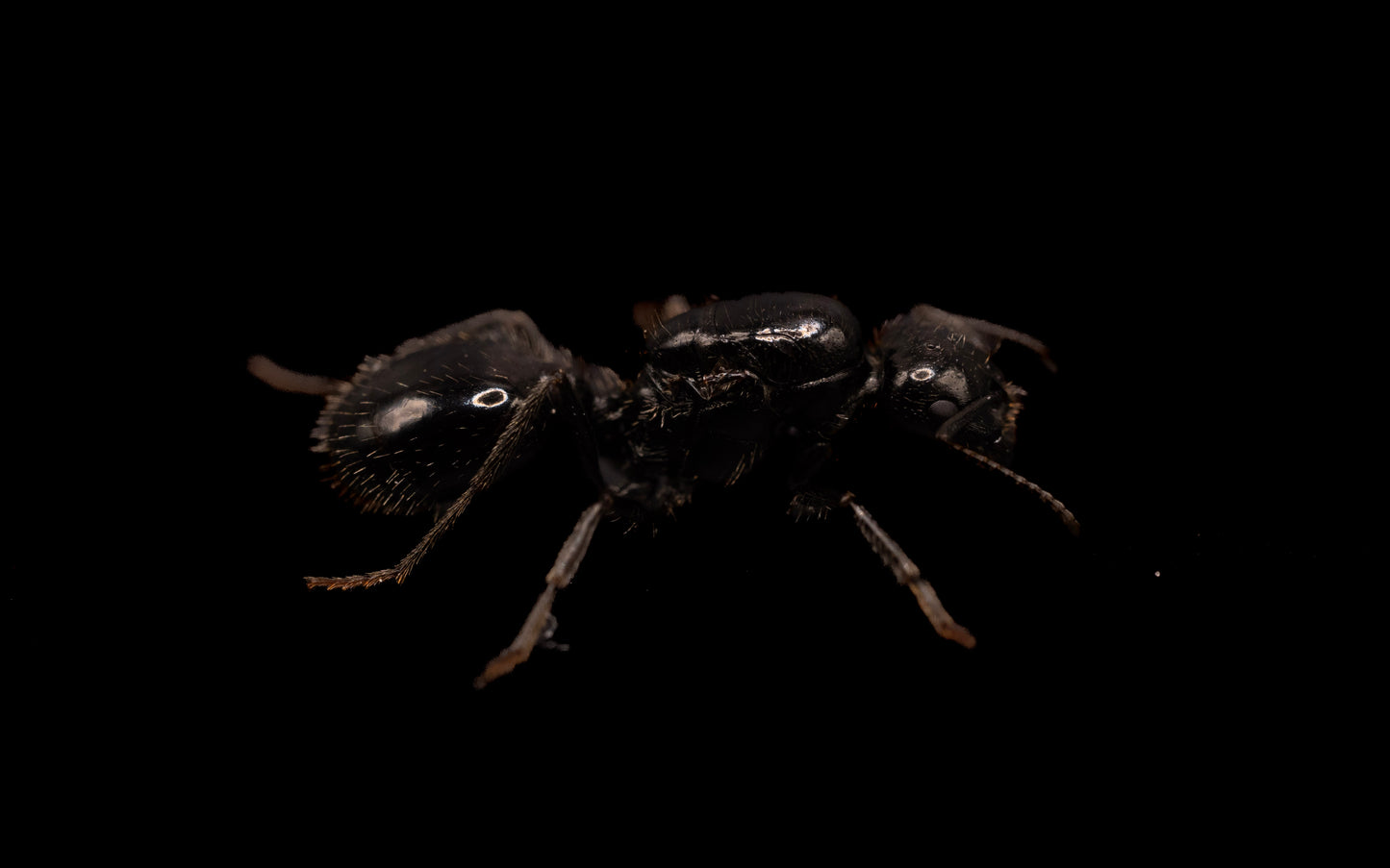 Black Desert True Harvester Ant - Veromessor pergandei