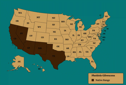 Pheidole gilvescens native range map