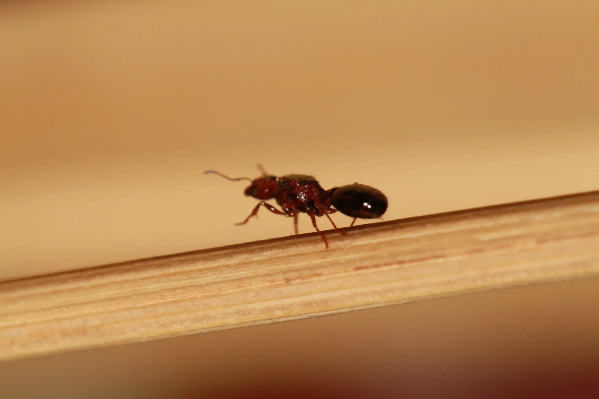 fertile pheidole xerophila queen
