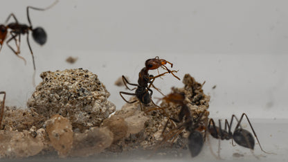 Skull Honeypot Ant - Myrmecocystus melliger-02