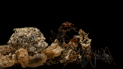 Skull Honeypot Ant - Myrmecocystus melliger-02