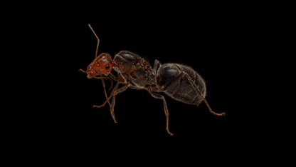 Skull Honeypot Ant - Myrmecocystus melliger-02